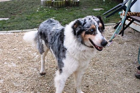 APAGI Grimm CHIEN Colley x Berger Australien à la robe Bleu merle