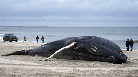 Largest Whale Ever Beached