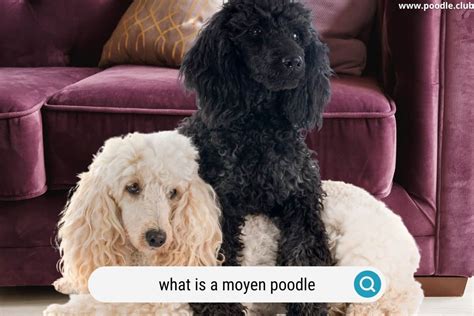 What Is a Moyen Poodle? [Moyen Poodle Guide + Photos] - Poodle Club