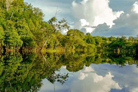 Manaos Tour A Pie De Medio Día Por La Selva Amazónica Getyourguide