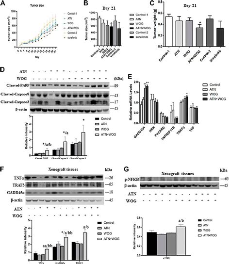 Frontiers Combination Of Wogonin And Artesunate Exhibits Synergistic