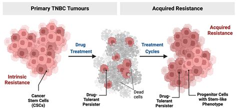 Cancers Free Full Text Challenges For Triple Negative Breast Cancer