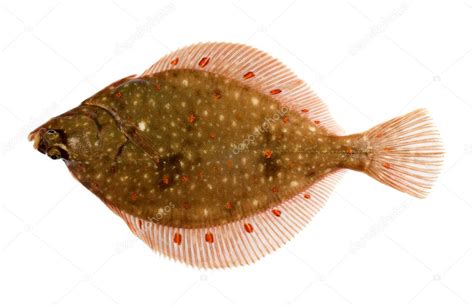 Plaice Fish Isolated — Stock Photo © alidphotos #2272001