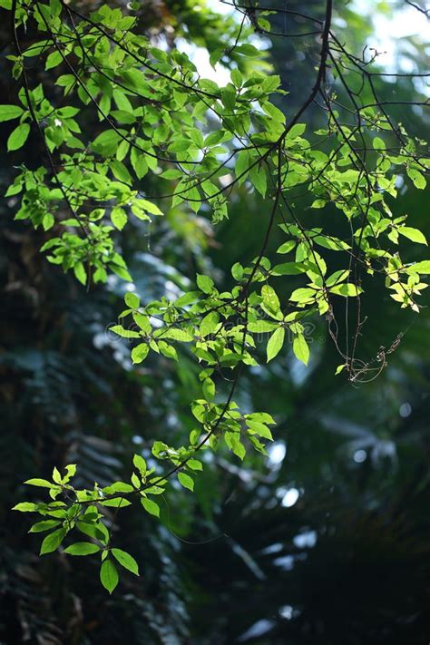 Low Key Leaf Stock Image Image Of Shadow Light Edge 73753481