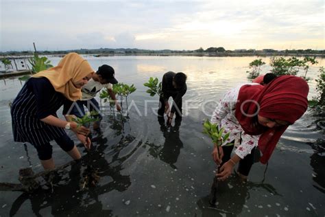 Pelestarian Ekosistem Mangrove Antara Foto