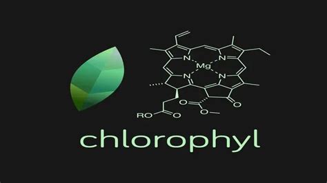 Difference Between Chlorophyll And Chloroplast