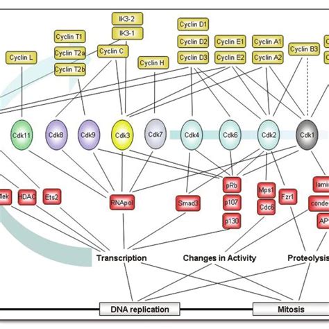 Cdk Cyclin Functional Networks In The Mammalian Cell Cycle Only The