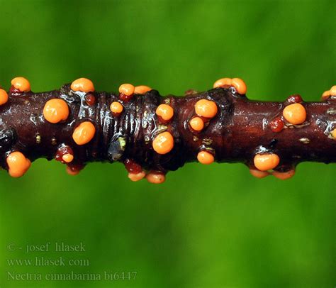 Nectria cinnabarina Cucurbitaria Tubercularia vulgaris RĂˇĹľovka rumÄ