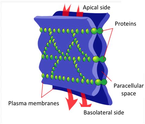 7 Types Of Cellular Junctions Images Taken From Wikipedia Org