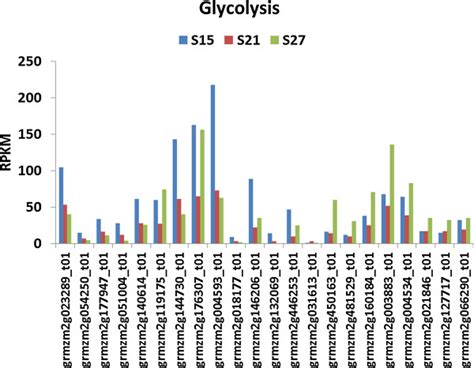 Transcript Profile Of Genes Assigned To Glycolysis In Maturing Maize