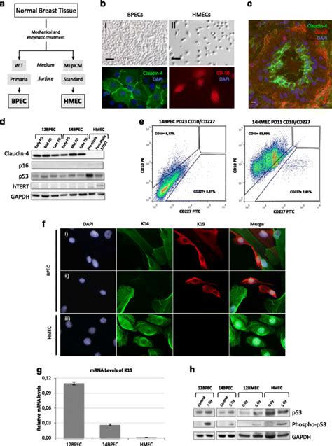 Characterization Of Human Mammary Epithelial Cells A Schematic