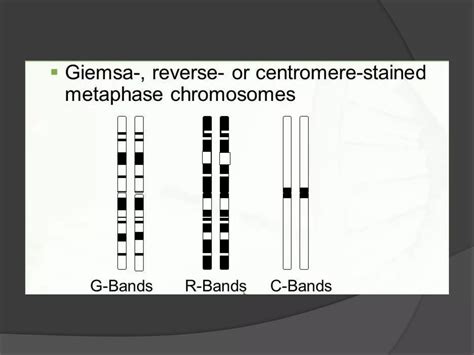 Karyotype &idiogram | PPT