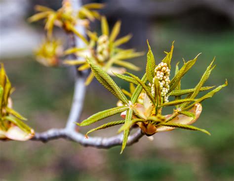 N Chestnut Bud A Cosa Serve Come Funziona Propriet E