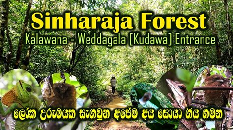 Biodiversity Hotspots Sinharaja Rain Forest Kudawa Entrance Sri