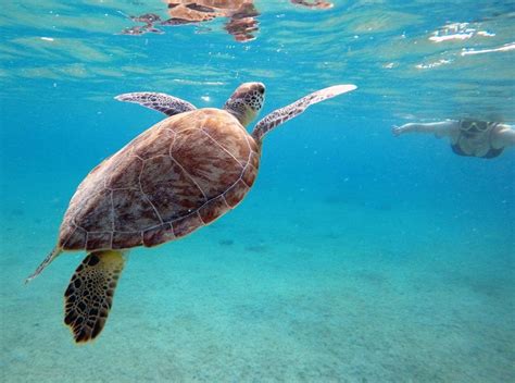 De Mooiste Stranden Van Bonaire Dit Zijn Ze Artofit