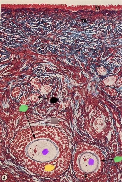 Diagram Of Female Reproductive Histology Slides Quizlet