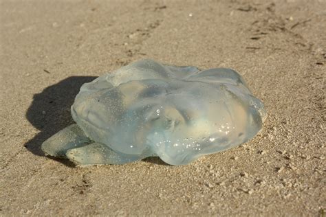 Blue Blubber Jellyfish Australia Free Photo On Pixabay Pixabay