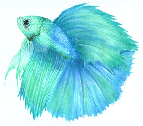 Betta Fish Drawing at PaintingValley.com | Explore collection of Betta Fish Drawing