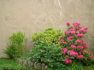 Plantes pour massif à l ombre vivaces arbustes