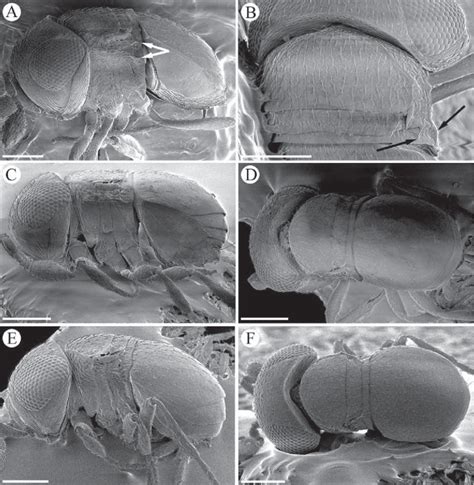 Female Baeus Spp A And B B Dux Cresent Shaped Carina Arrowed A Download Scientific Diagram