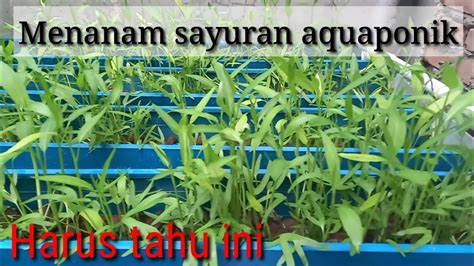 Aquaponik Kangkung Sederhana Perlu Tahu Ini YouTube