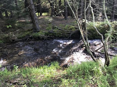 Laurel Fork South Wilderness Hike