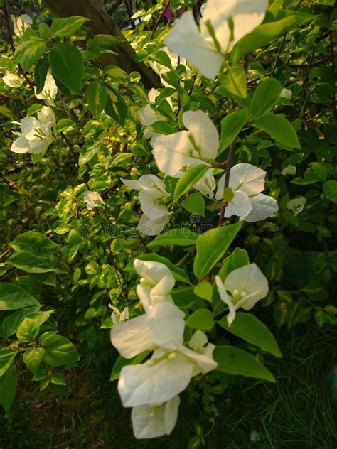 Bougainvillea Spectabilis Also Known As Great Bougainvillea Is A