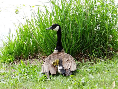 Gosling Goose Chicks · Free photo on Pixabay