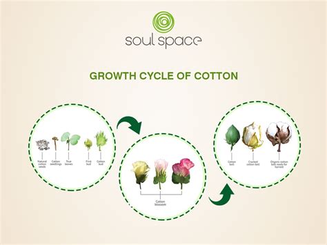 We Believe That Choosing Organic Cotton Is Socially Ethically