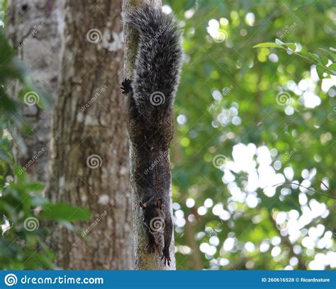 A Yucatan Gray Squirrel Looking for Some Fruits Stock Photo - Image of ...