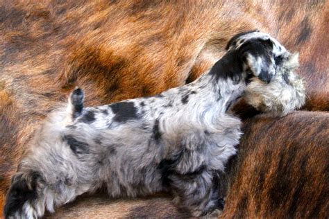Little Kenobi. Toy Blue Merle Schnauzer