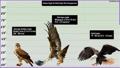 Golden Eagle Size Soaring Above How Wide Do These Birds Of Prey