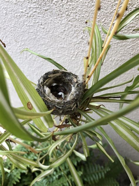 Baby hummingbirds started hatching today in their nest on my front ...