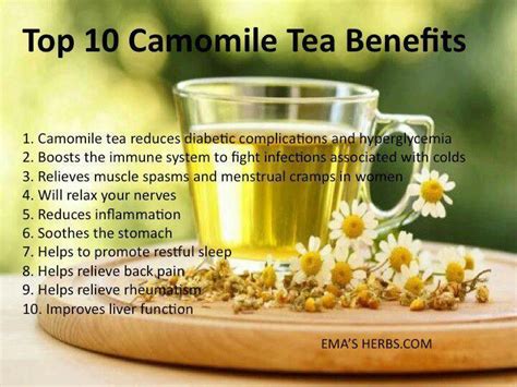 Chamomile Chamomile Tea Benefits Tea Benefits Camomile Tea