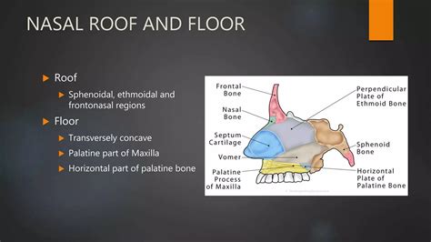 Nasal Cavity And Sphenoid Sinus Anatomy Ppt