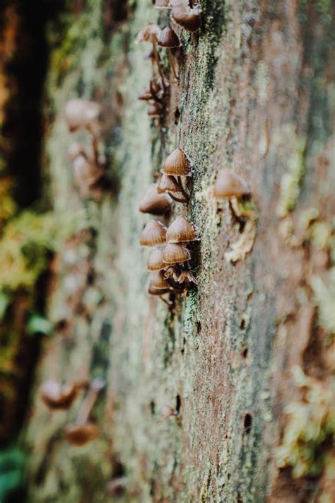 Green Moss Photo · Free Stock Photo