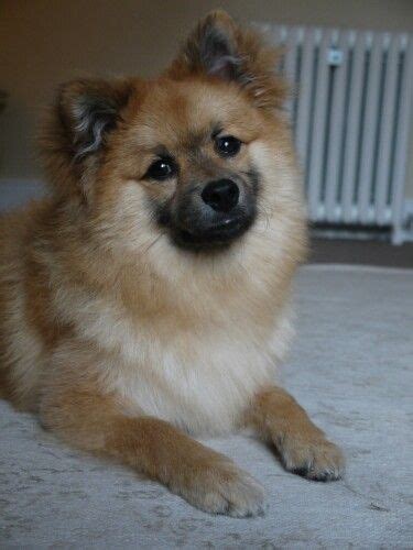 Throwback puppy pomeranian Lawson | Pomeranian dog, Pets, Puppies