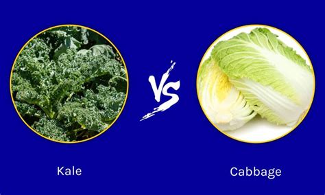 Kale vs Cabbage: Comparing Two Great Brassicas