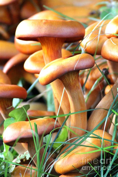 Wild Orange Mushrooms Photograph by Gia Mate - Fine Art America