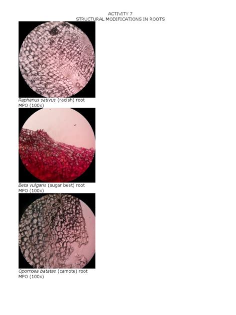 Structural Modifications in Roots | PDF