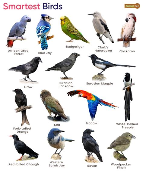 types  birds      bird lover