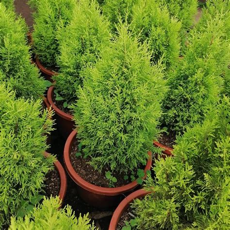 Lemon Cypress Tree Goldcrest Mali Home Solutions