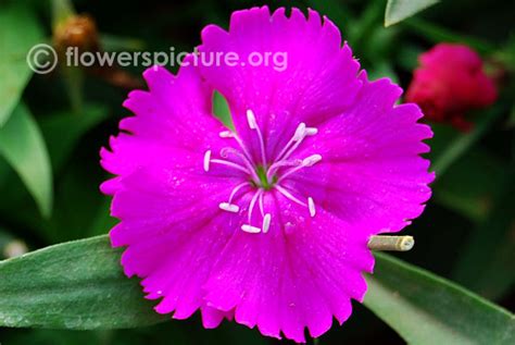 Dianthus varieties