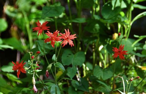 GSMNP wildflowers for you to enjoy | Friends of the Smokies | Flowers ...