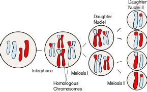 Homologous chromosome - Wikipedia