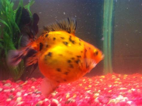 Pregnant Goldfish What To Look For And What To Do • Guide