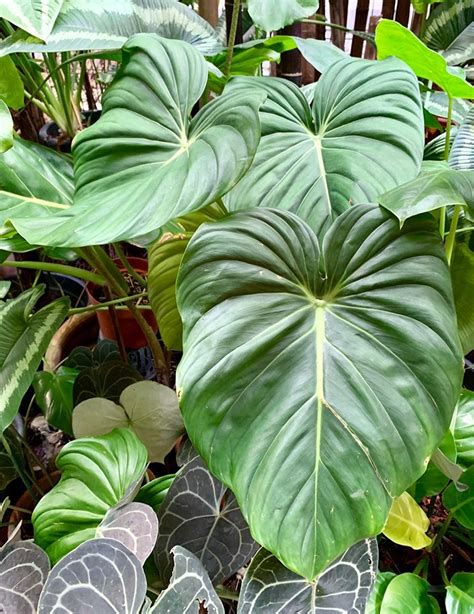 Plantfiles Pictures Philodendron Species Philodendron Pastazanum By Kell