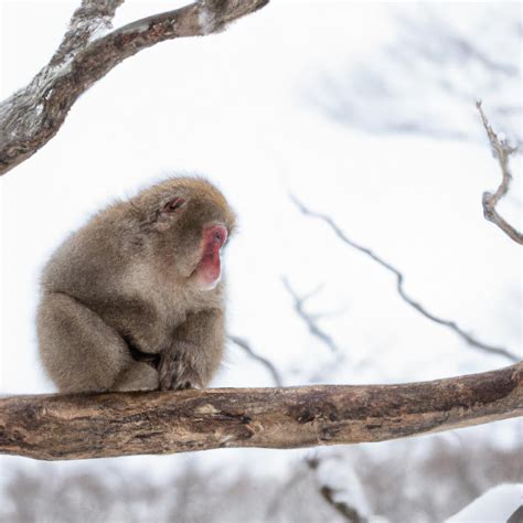 Snow Monkeys Hokkaido: Discover the Fascinating Primates of Japan ...