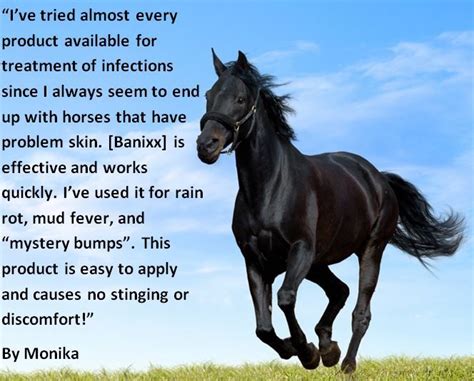 How To Get Rid Of And Treat Rain Rot Rain Scald In Horses Horses Rain