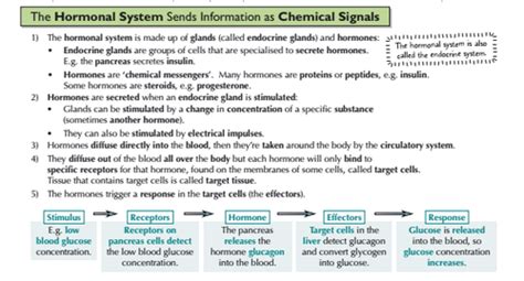 Hormonal Communication Flashcards Quizlet